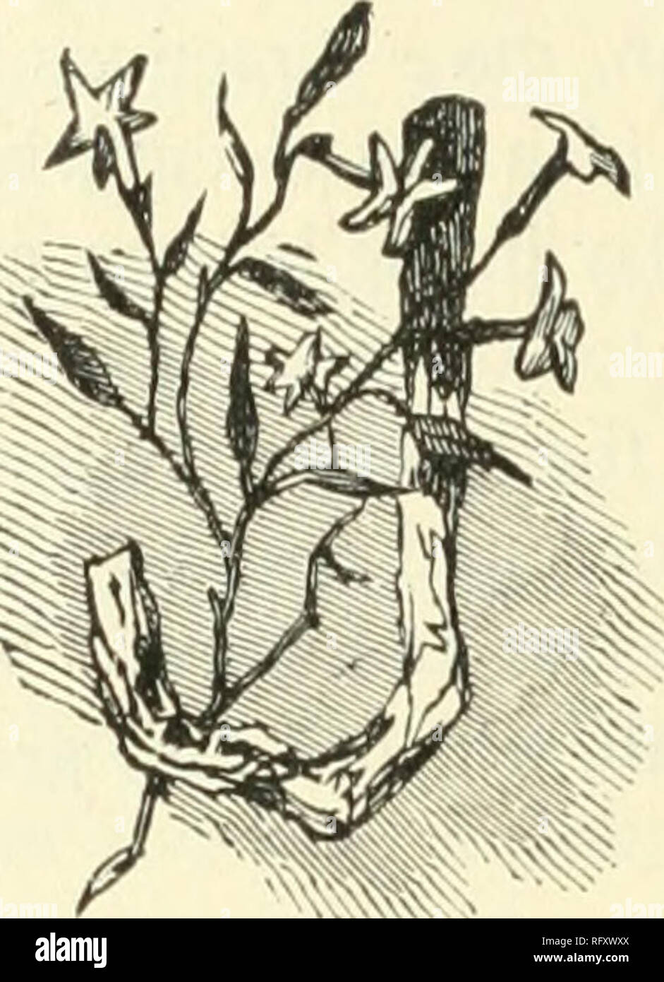 Die Kanadische Gartner Monatlich 13 Gartenarbeit Kanadische Zeitschriften J T Bienenhaus Italienischen Bienen Ust Wie Der