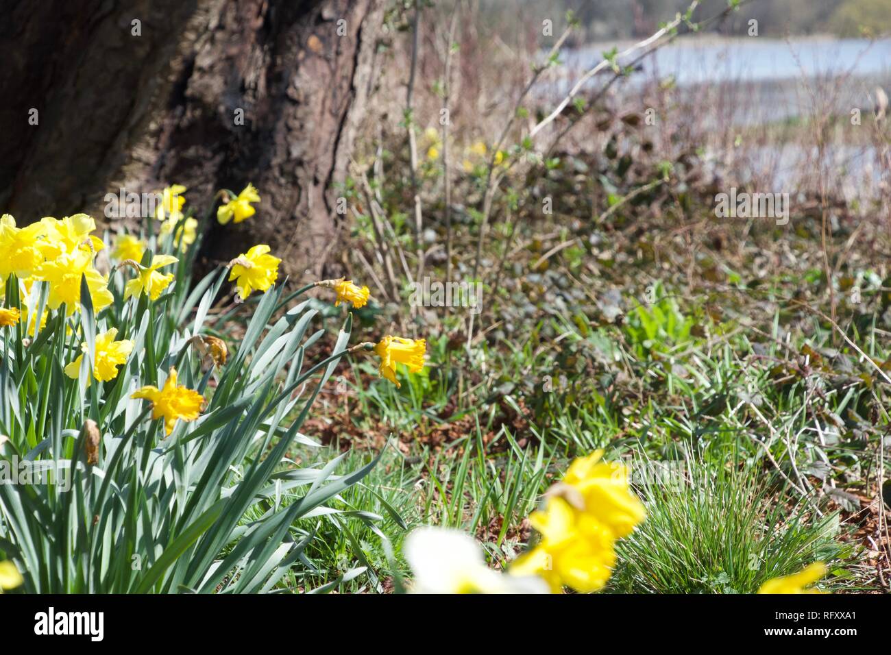 Ein Patch der gelben Narzissen auf grünen Stengel im Frühling, wachsen auf einer Bank unter einem Baum und in der Nähe von einem See Stockfoto