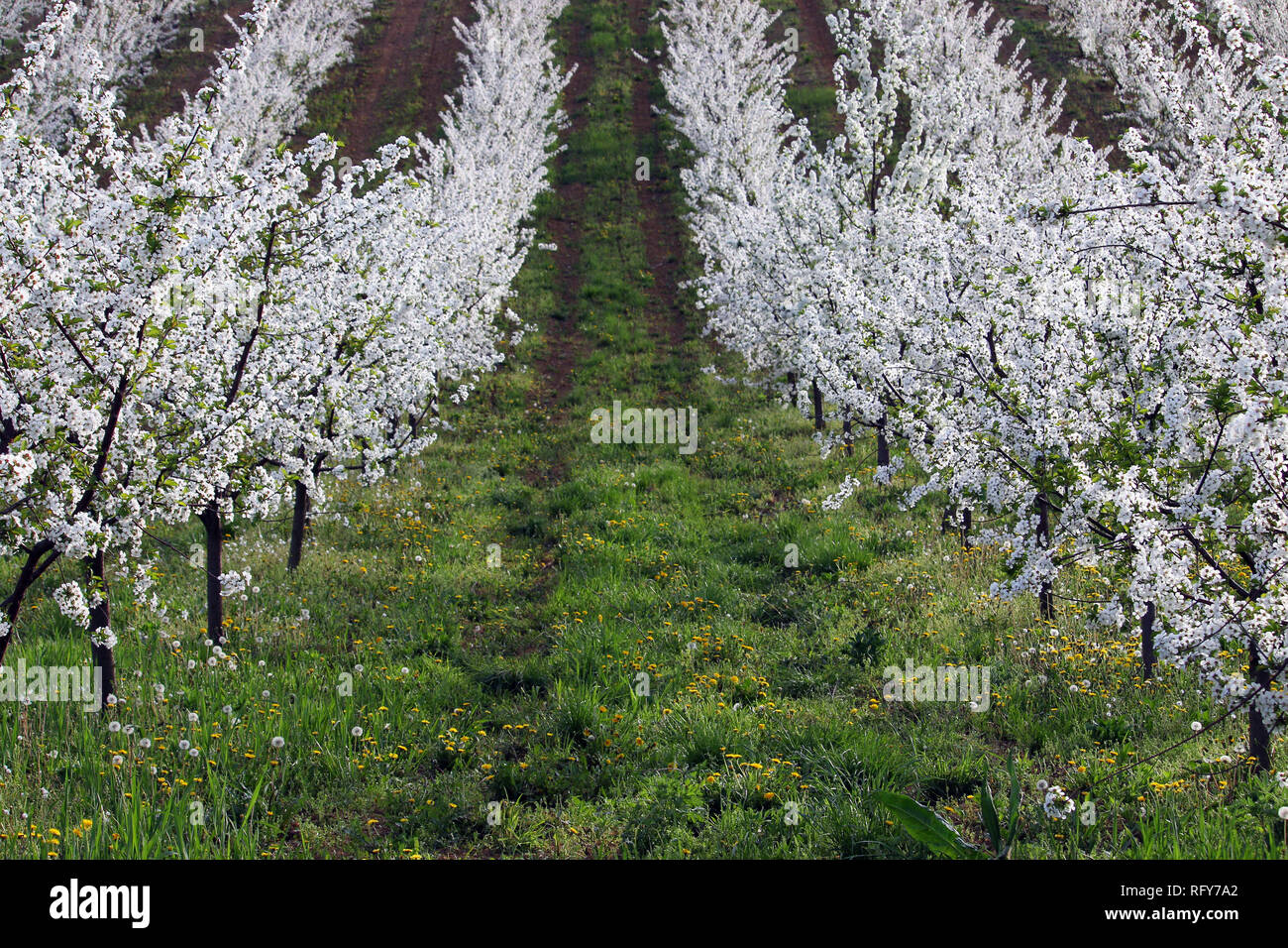 Cherry Orchard Landschaft Natur Frühling Stockfoto