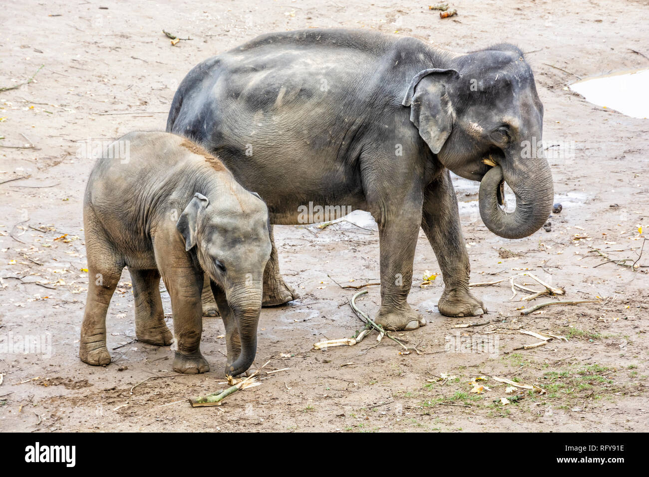 Asiatischer Elefant - Elephas maximus, Mutter mit Jungtier. Tier-Szene. Stockfoto