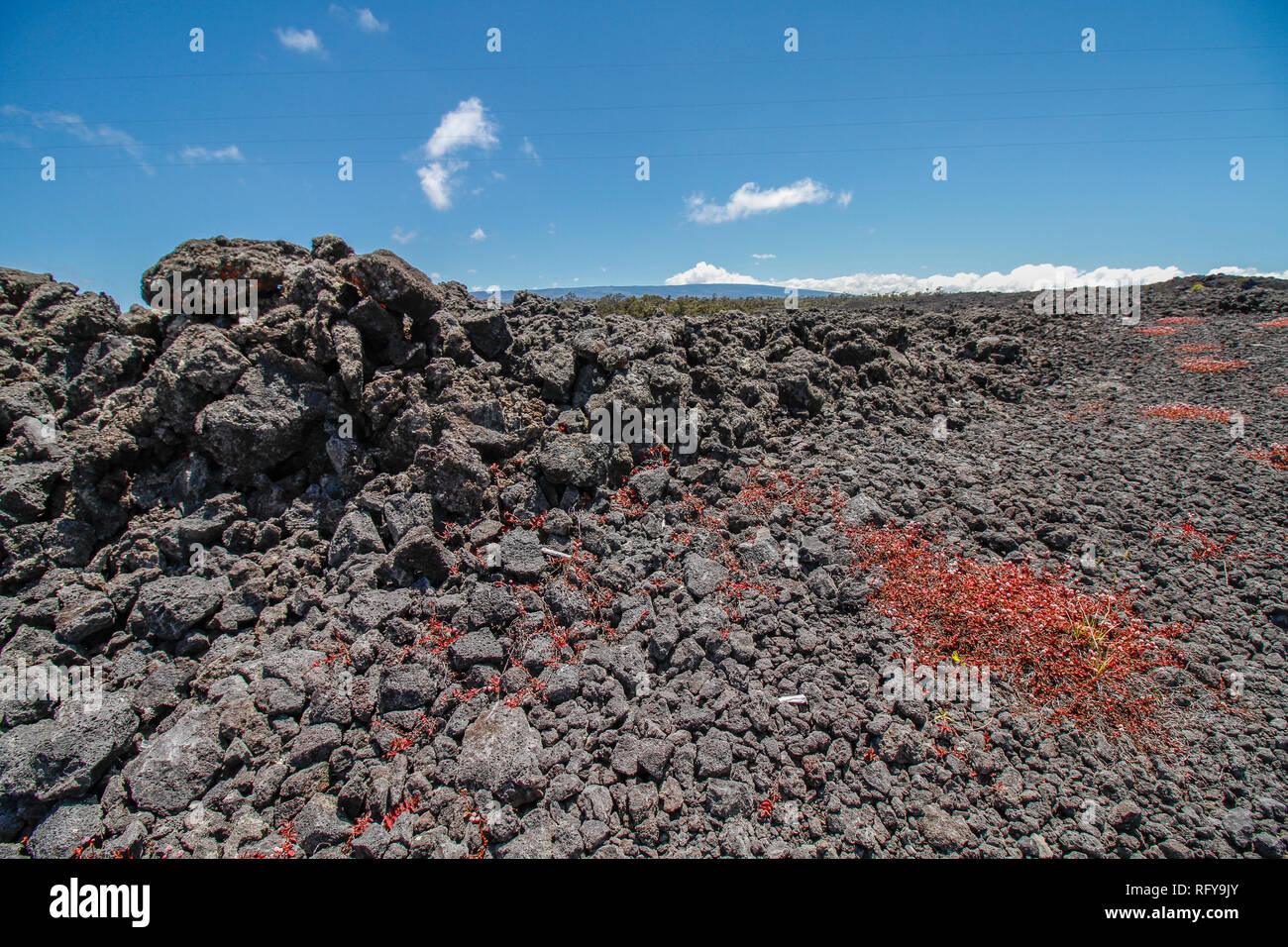 Vulkanische Gesteine und rote Blumen in der Nähe der Straße bis zum Mauna Kea Berg auf Big Island, Hawaii suchen Stockfoto