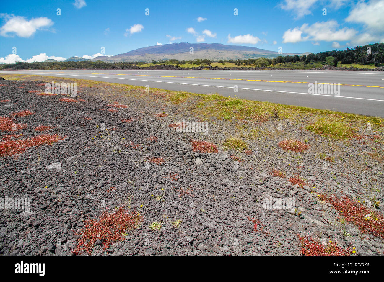 Vulkanische Gesteine und rote Blumen in der Nähe der Straße bis zum Mauna Kea Berg auf Big Island, Hawaii suchen Stockfoto
