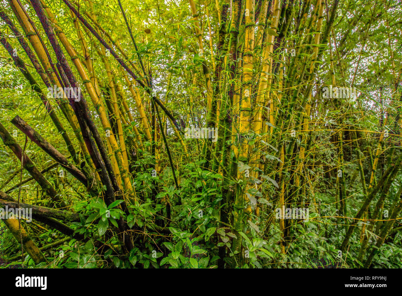 Hohe Bambus Pflanzen und dichten tropischen Vegetation an den Akaka