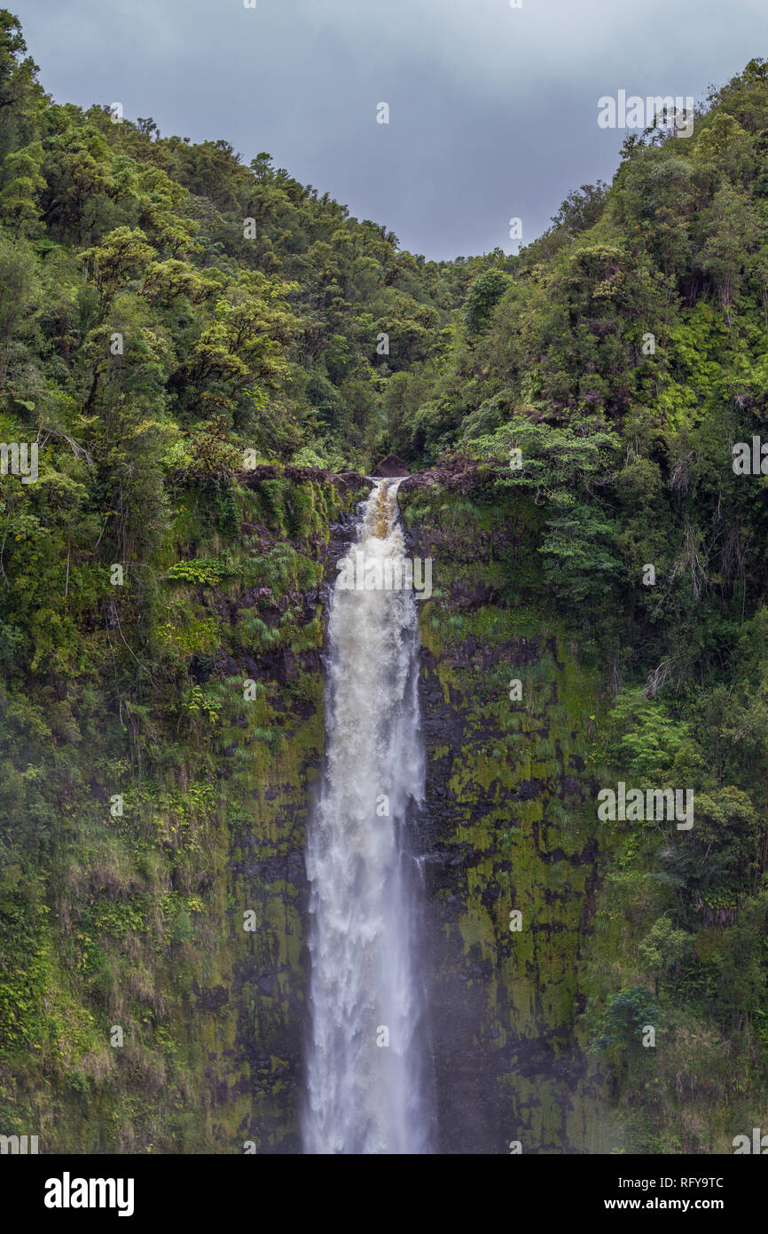Die Akaka Falls an der Akaka State Park, Big Island, Hawaii Stockfoto