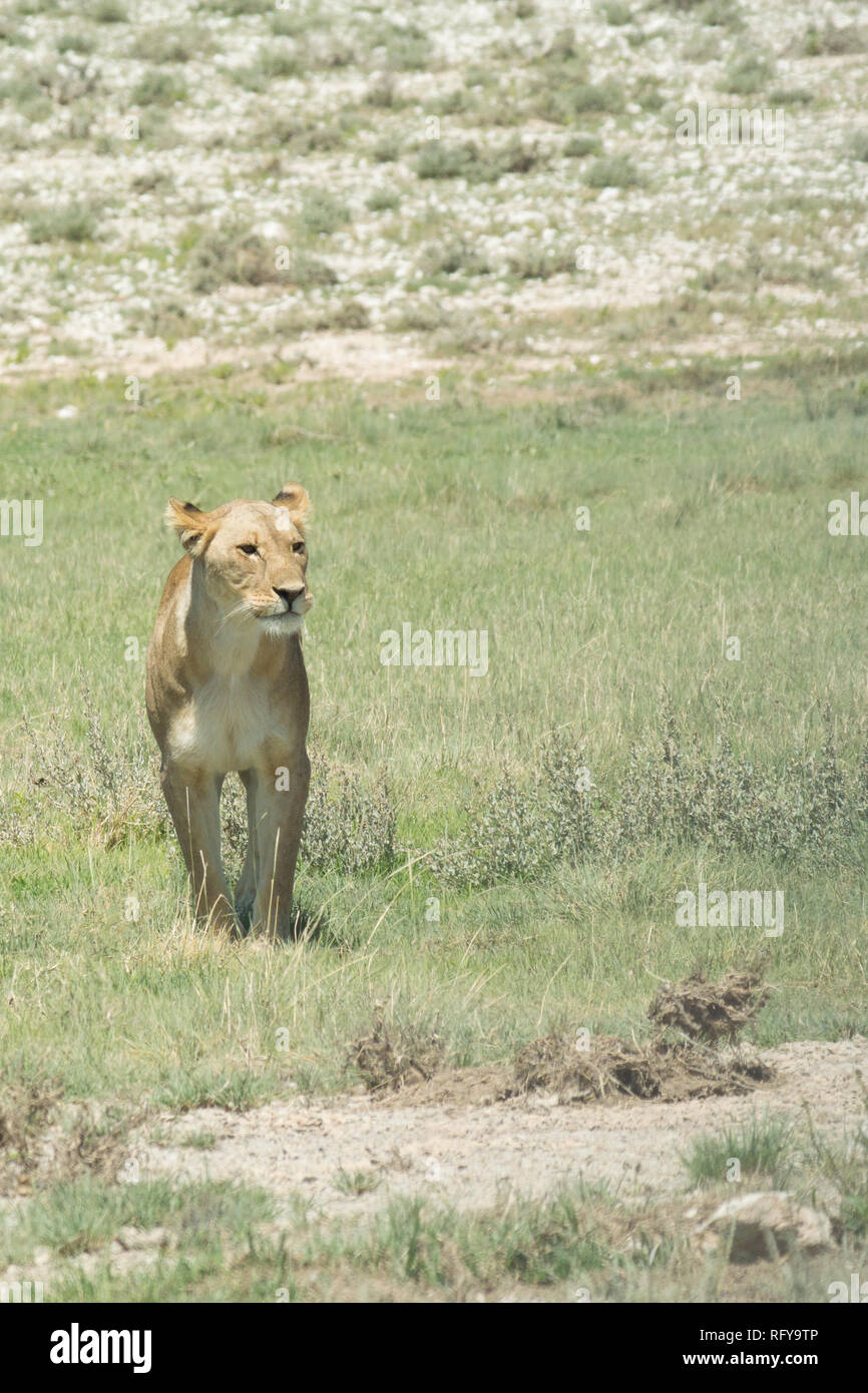 Löwin auf dem Prowl in der Nähe des Wasserlochs von Nebrownii (Panthera leo) Stockfoto