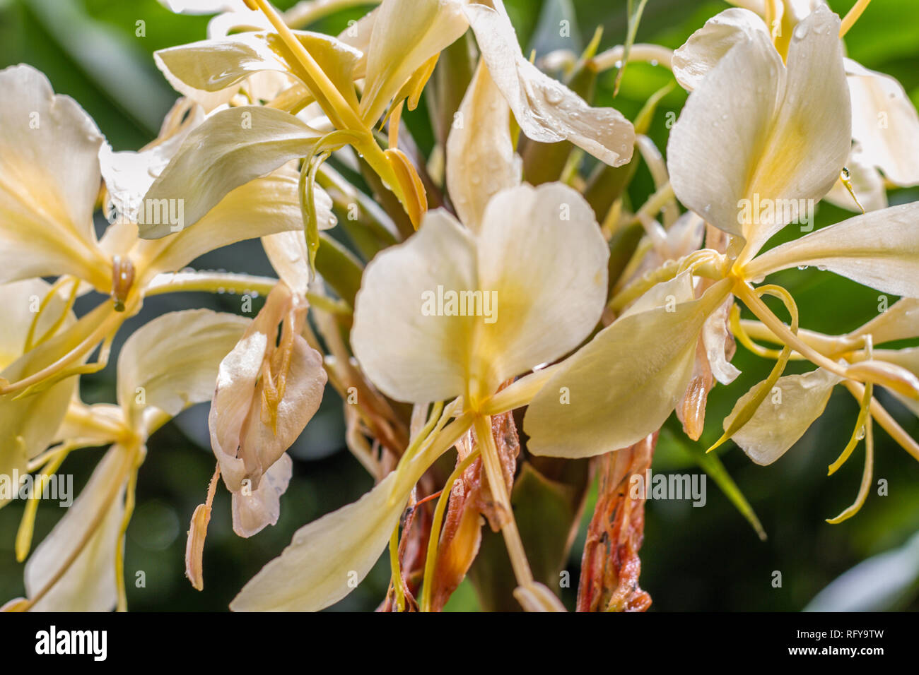 Schöne Blume in Hawaii Stockfoto