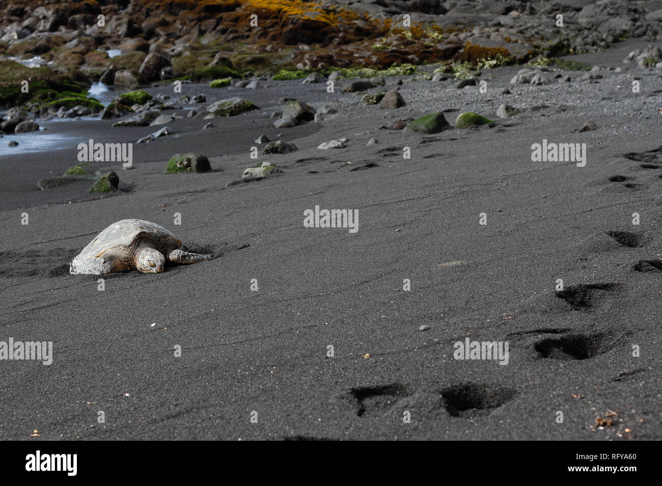 Grüne Meeresschildkröte entspannen an einem schwarzen Sandstrand Punalu'u auf Hawaiis Big Island Stockfoto