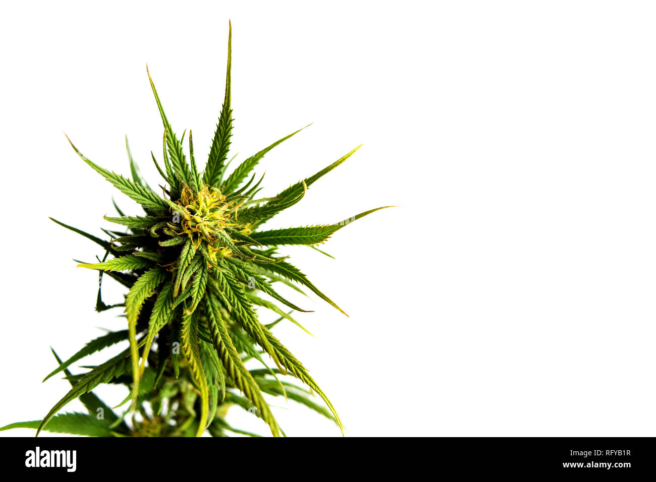 Marihuana Pflanze mit Knospen auf weißem Hintergrund Stockfoto