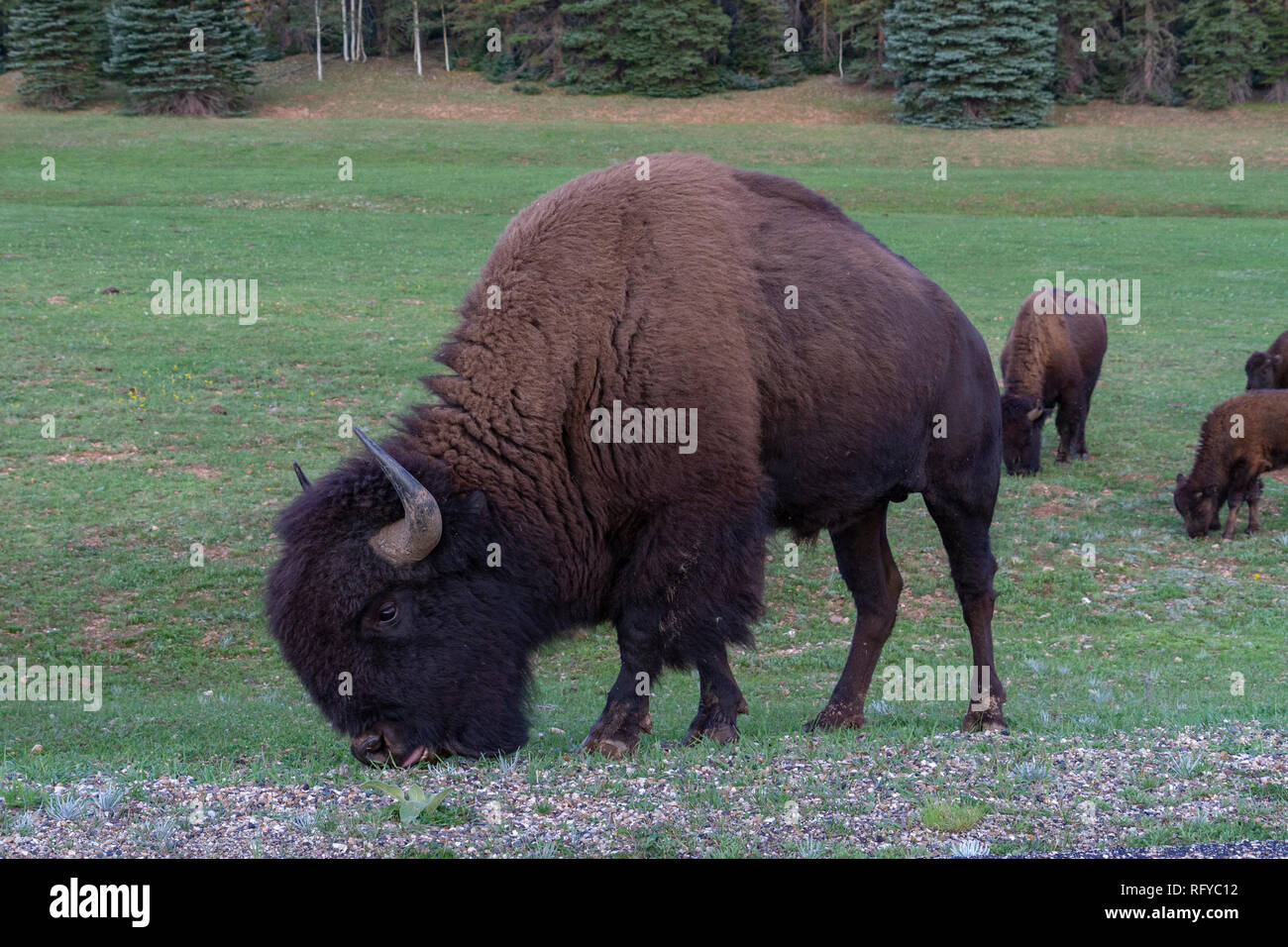 Bisons grasen in den Grand Canyon National Park, Arizona, United States. Stockfoto