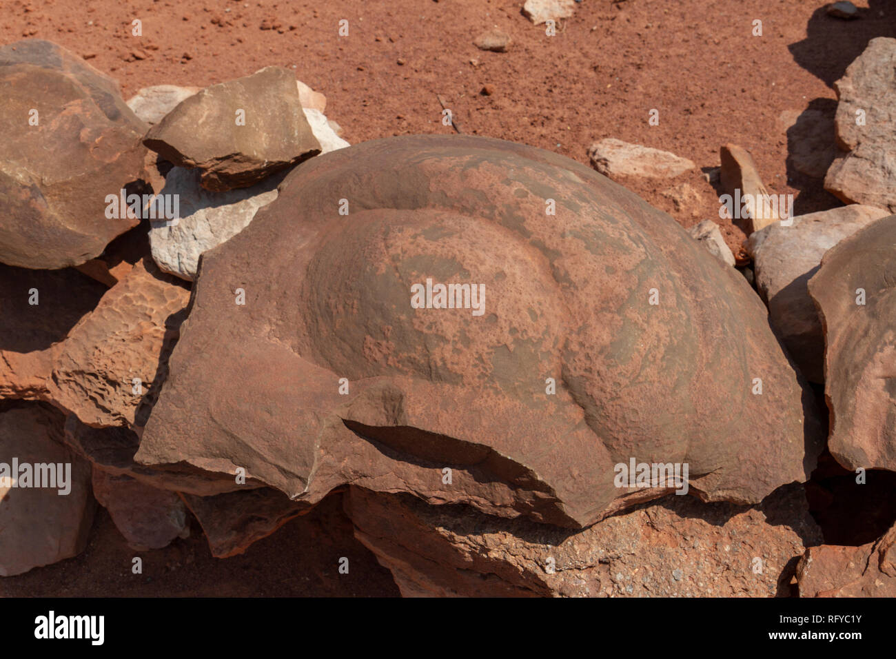 Geologische Konkretionen, Moenkopi Dinosaurierspuren in der Nähe von Tuba City, Arizona, United States. Stockfoto