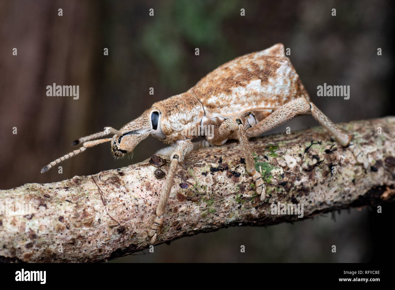 Breite Nase aus der Familie der Rüsselkäfer (Curculionidae, tropischen Regenwald in der Nähe von Cairns, Queensland, Australien Stockfoto