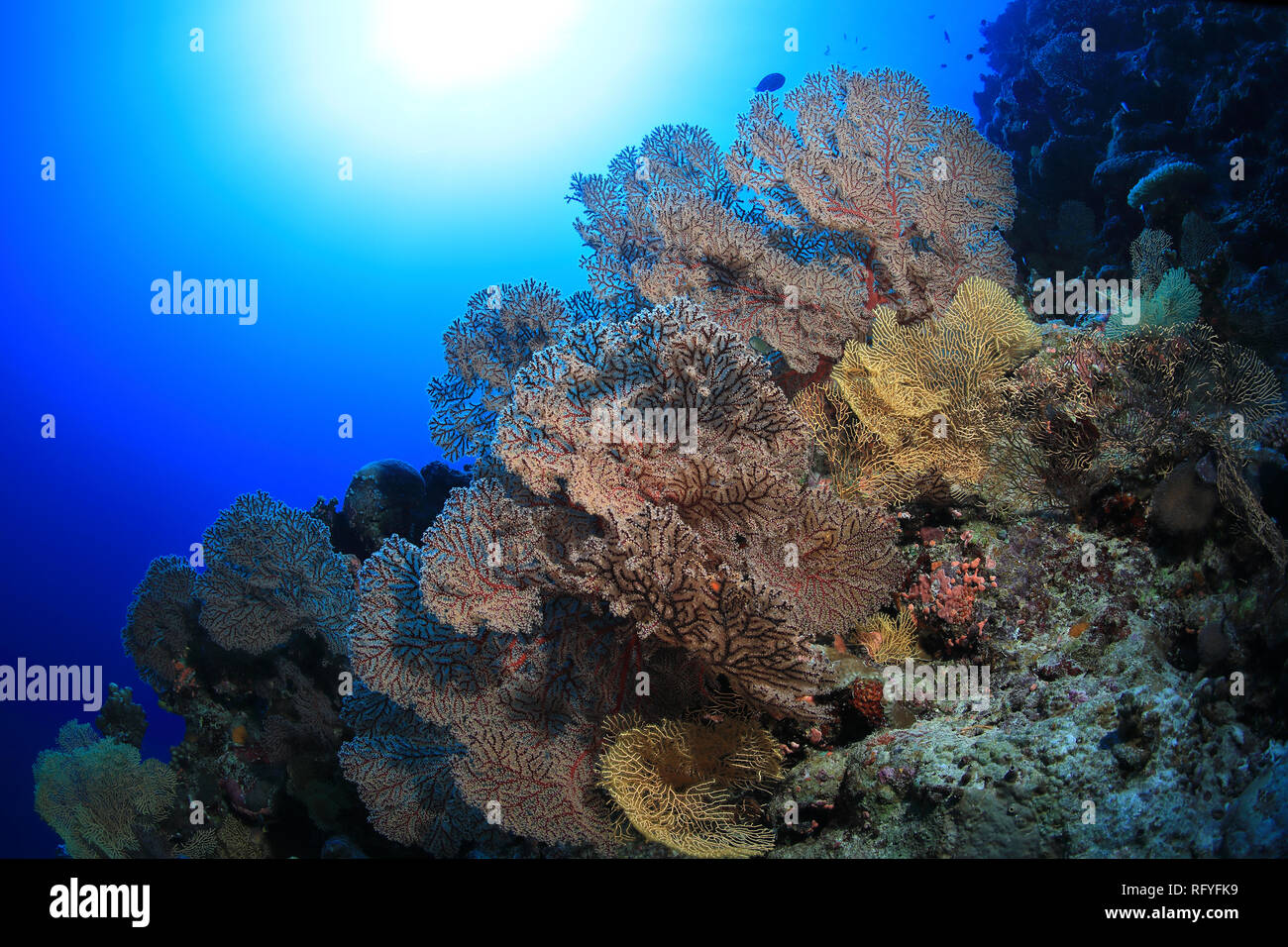 Schöne Ventilator Korallen Unterwasserwelt in der Osprey Reef in der Coral Sea in der Nähe von Australien Stockfoto