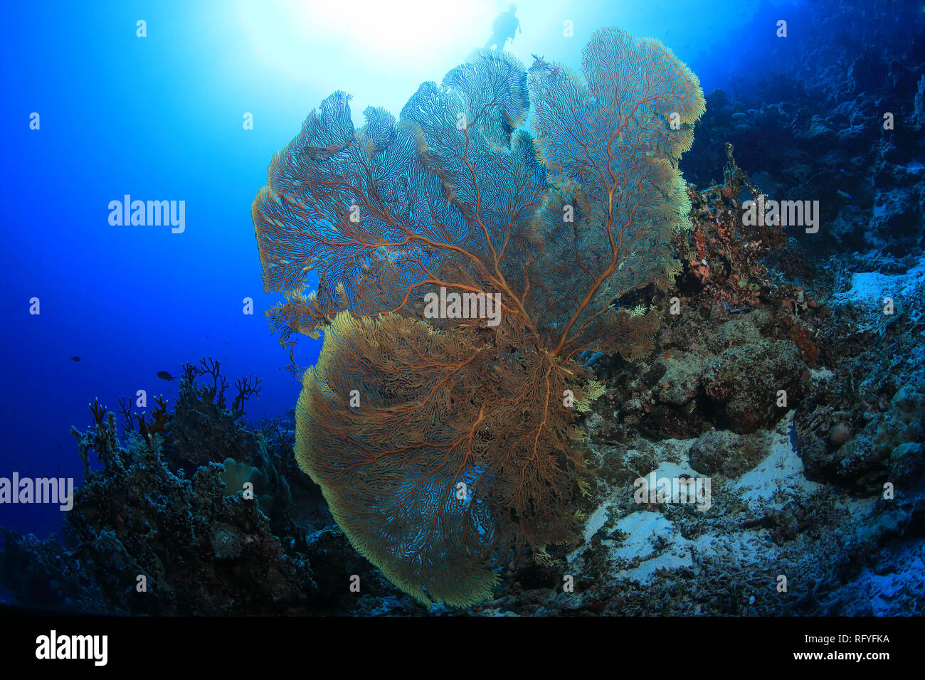 Schöne fan Coral Unterwasser im Osprey Reef in der Coral Sea in der Nähe von Australien Stockfoto