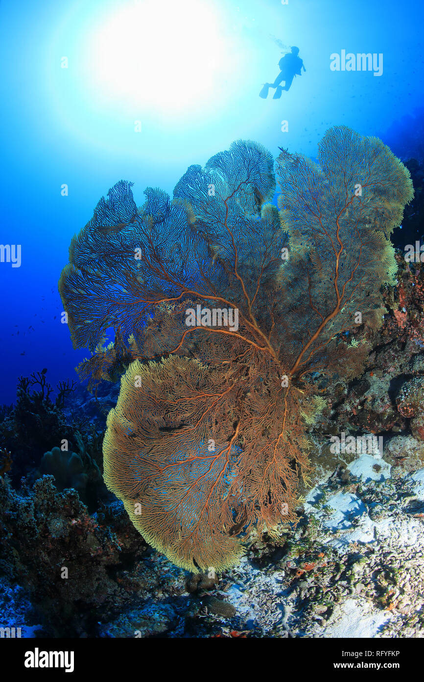 Schöne fan Coral und Scuba diver Unterwasser im Osprey Reef in der Nähe von Australien Stockfoto