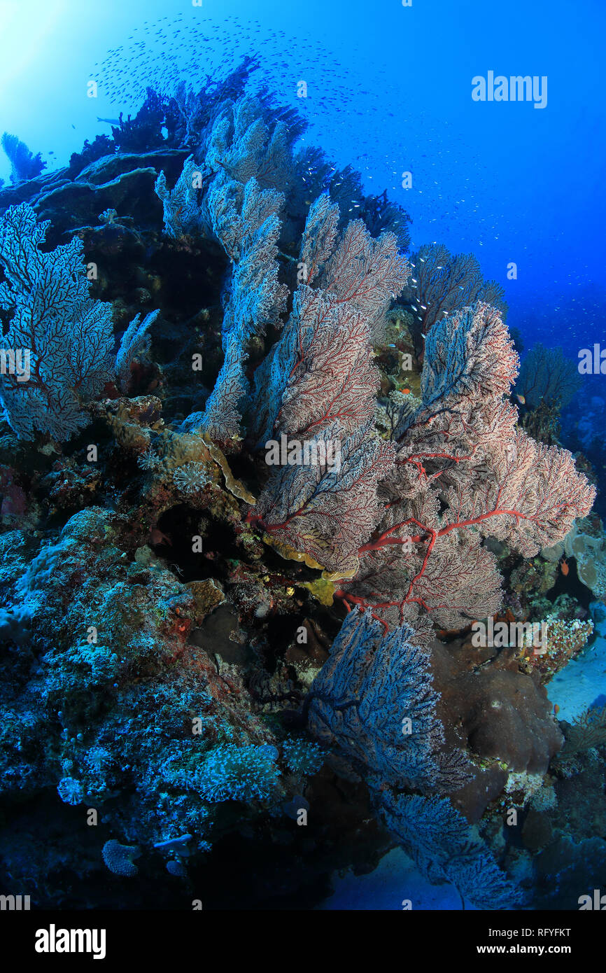 Schöne Weichkorallen Unterwasser im Osprey Reef in der Coral Sea in der Nähe von Australien Stockfoto
