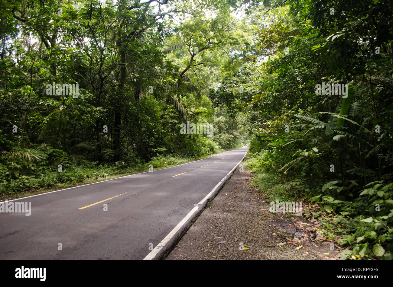 Madden Avenue auch als 'La Forestal" bekannt. Es ist eine Straße in der Mitte von einem geschützten Wald in Panama. Stockfoto