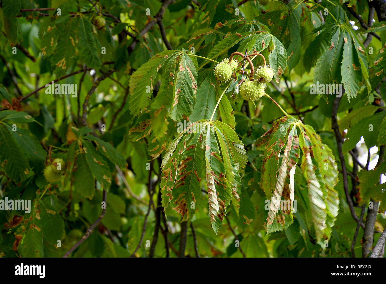 Reife Kastanien auf Kastanie in Deutschland Stockfoto