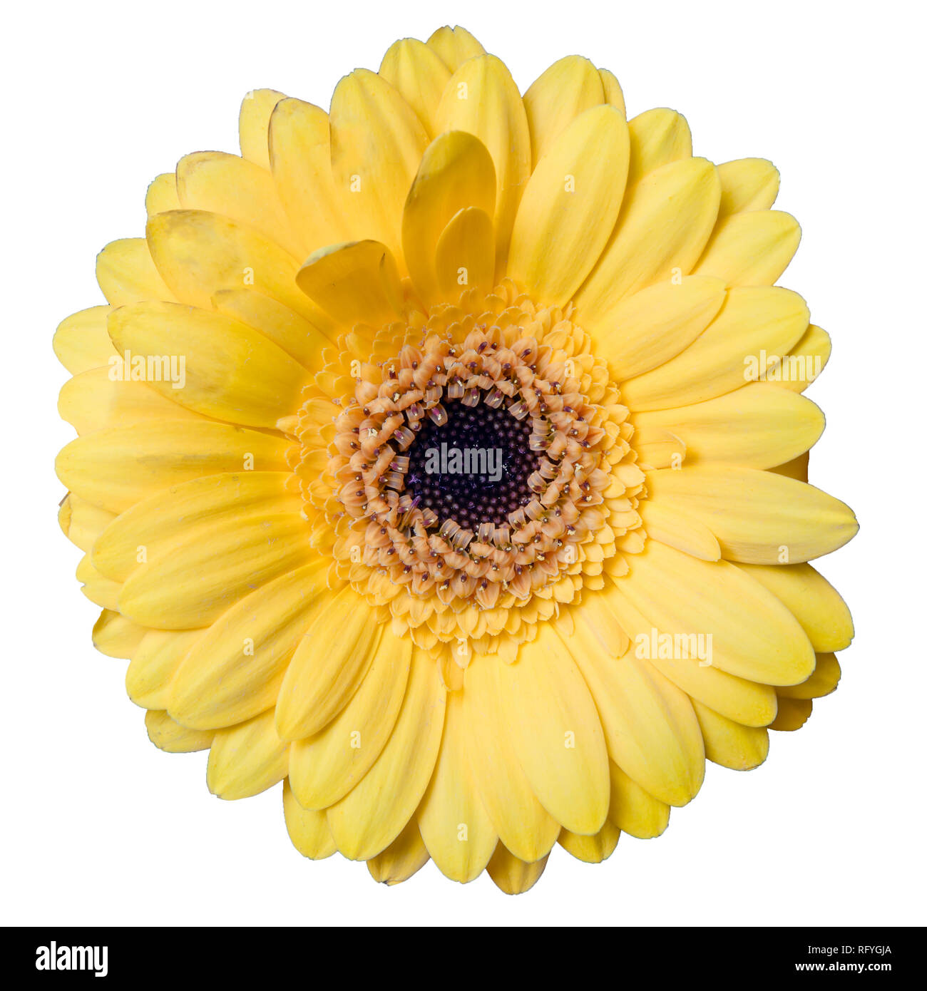 Schöne gelbe Gerbera daisy flower auf weißem Hintergrund closeup isoliert. Stockfoto