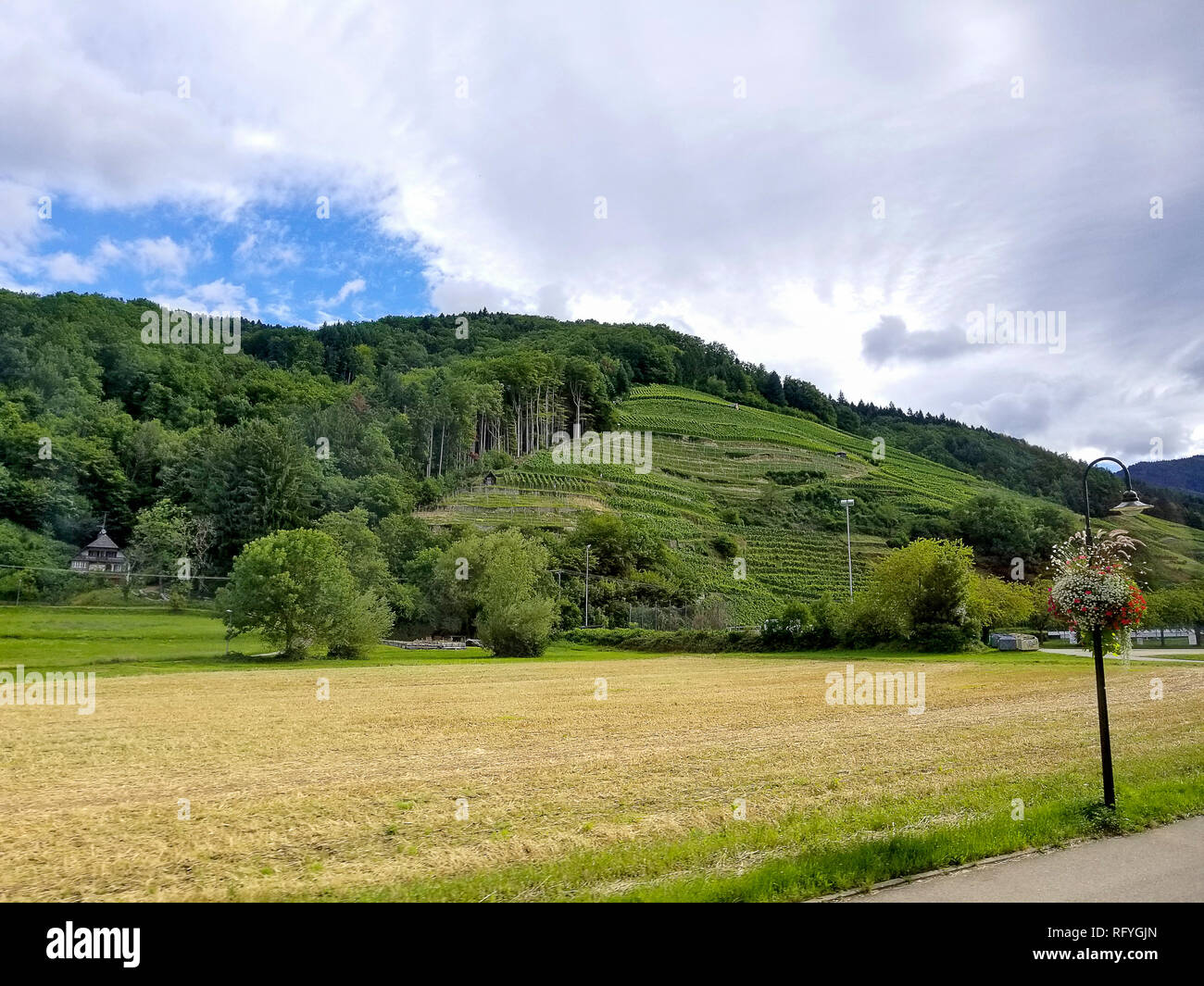 Weinberge am Berg mit goldenen Feld auf deutschen Ackerland Stockfoto