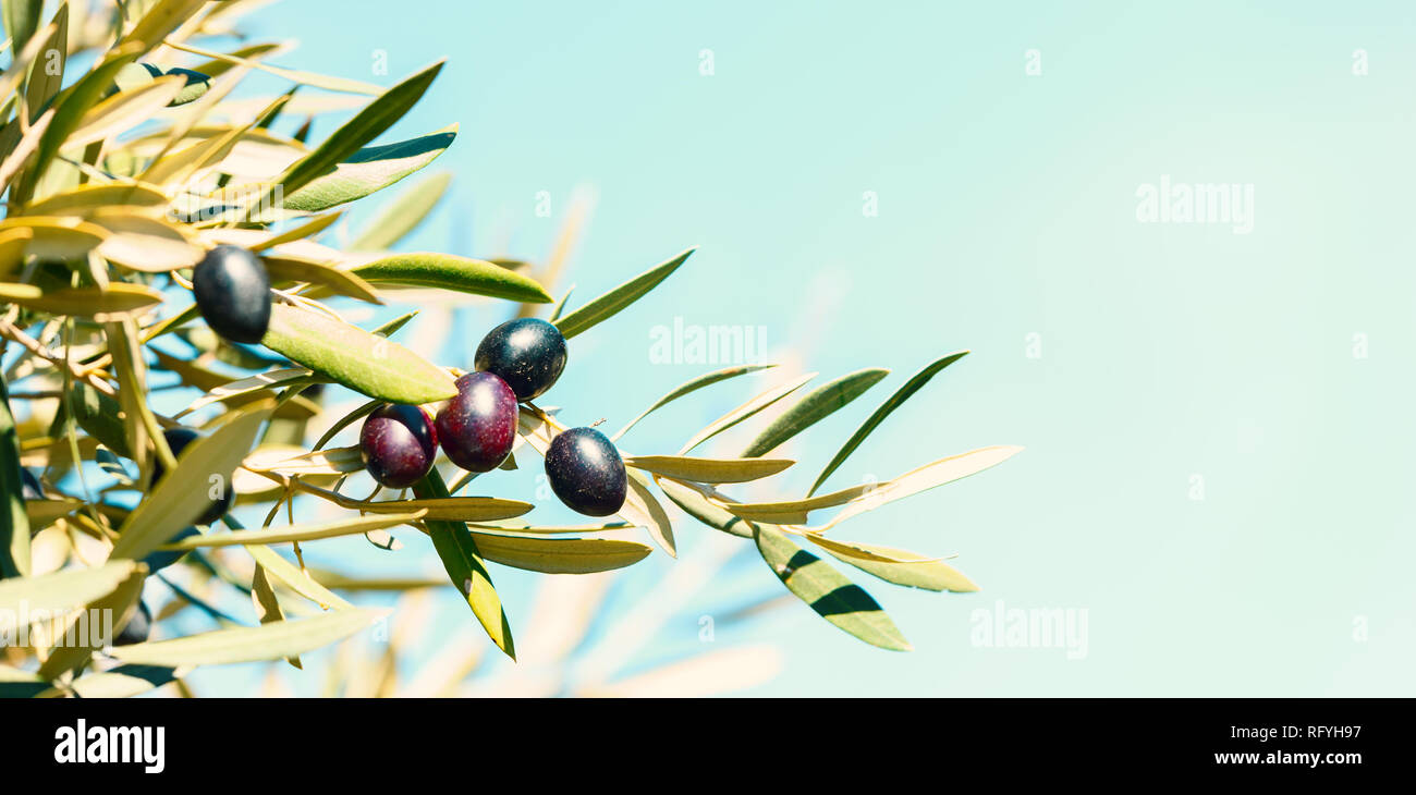 Schwarze Oliven auf den Baum gegen den blauen Himmel. Selektive konzentrieren. Getönten Bild. Stockfoto
