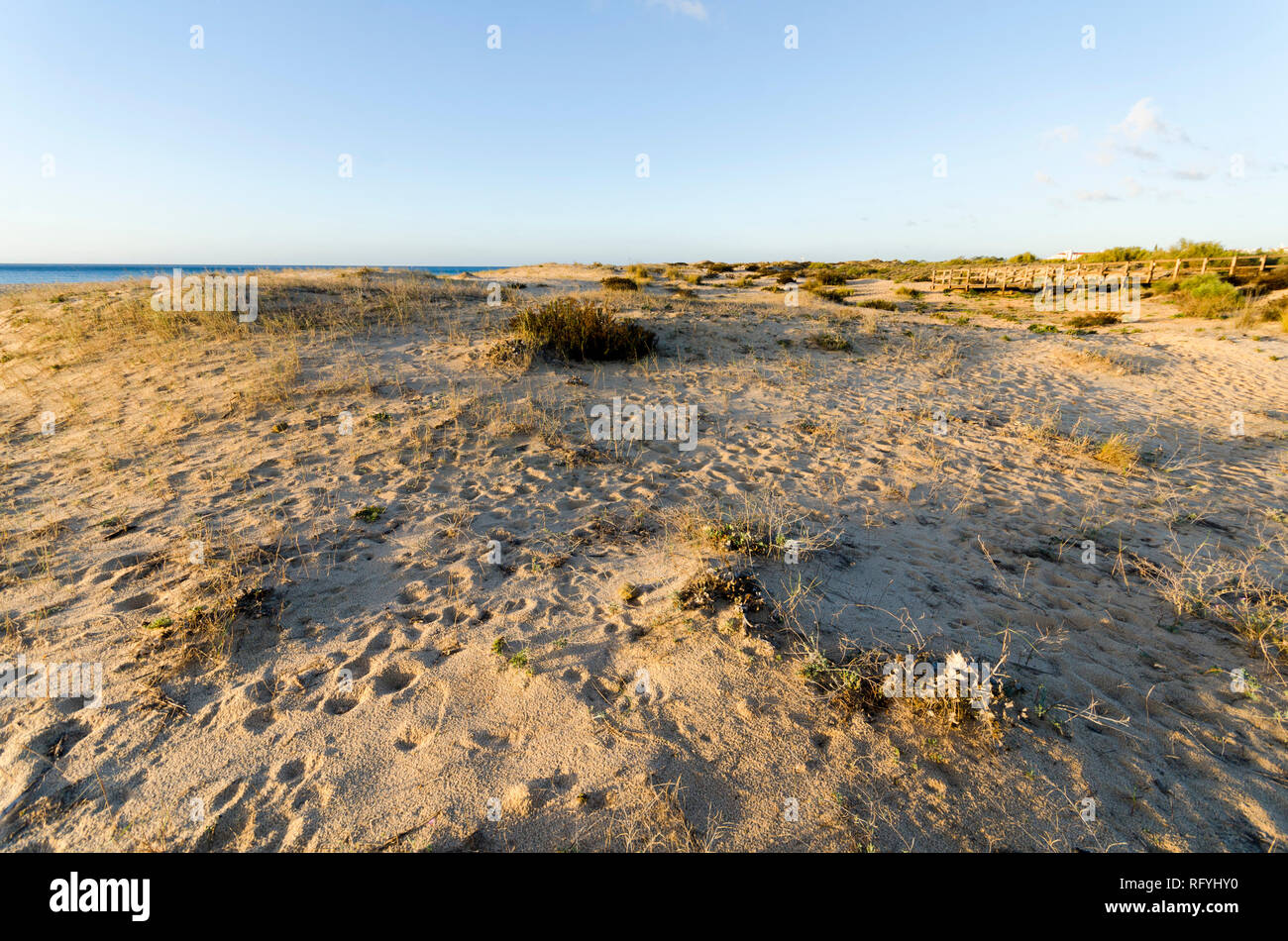 Coastal dune Vegetation am Strand, Praia da Manta Rota, Algarve, Portugal. Stockfoto