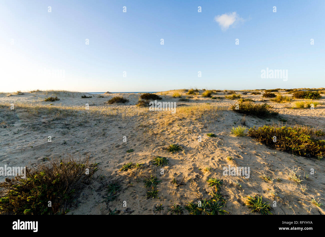 Coastal dune Vegetation am Strand, Praia da Manta Rota, Algarve, Portugal. Stockfoto