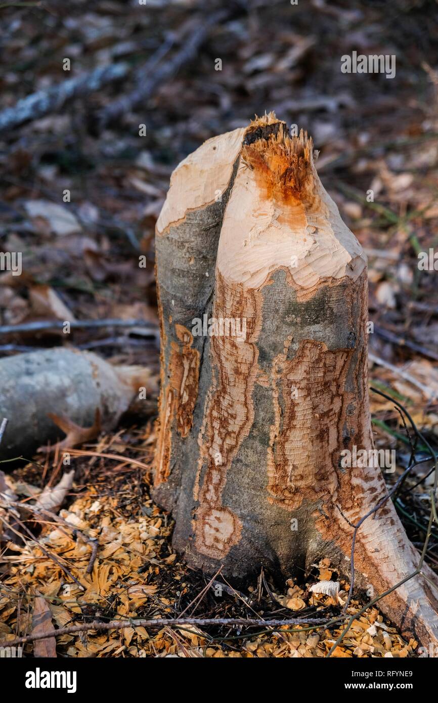 Ein busy Beaver brauchten einige Baumaterialien bei Crowder County Park in Apex North Carolina, Stadtrand von Raleigh. Stockfoto