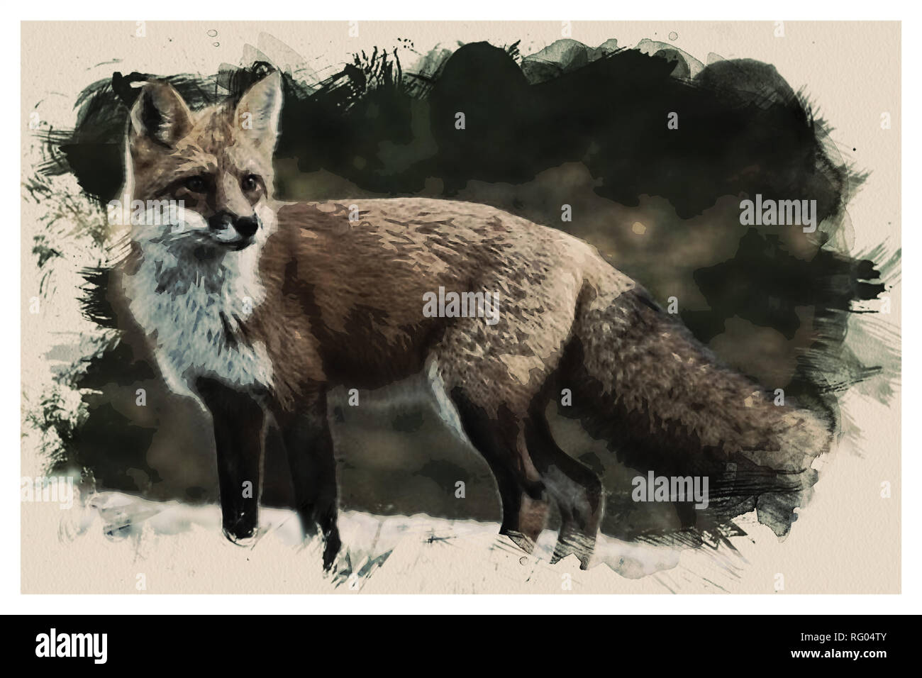 Kurdistan Red Fox (Vulpes kurdistanica).jpg-RG04 TY Stockfoto