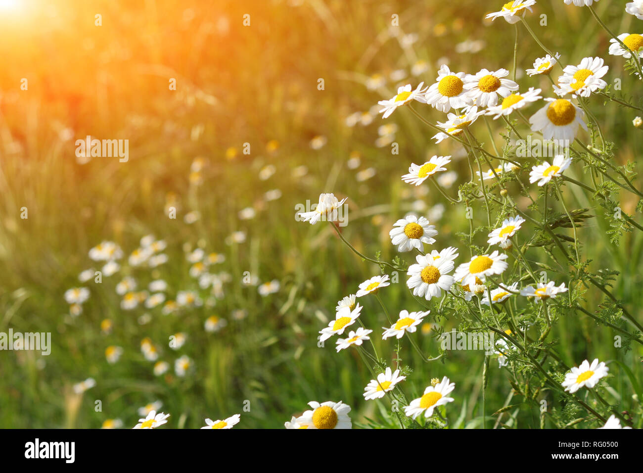 Schöne Kamille Blume auf der Wiese Frühling Stockfoto