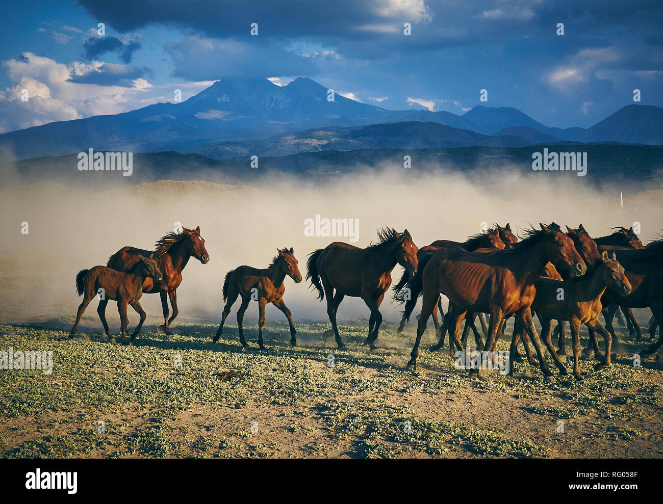Wilde Pferde in Kayseri (Hörmetçi Dorf), Türkei Stockfoto