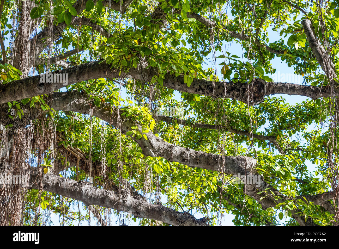 Wunderschönes Banyan Tree in Honolulu, Hawaii Stockfoto