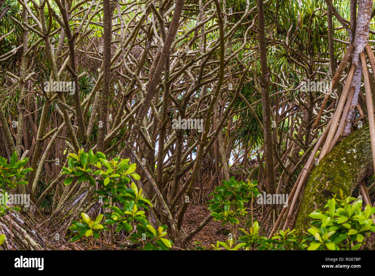 Küstenweg durch einen geheimnisvollen Wald auf Maui, Hawaii Stockfoto