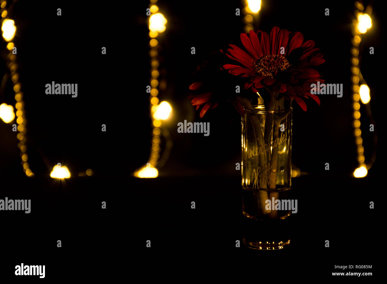 Rote Gerbera in einem Shot Glas Stockfoto