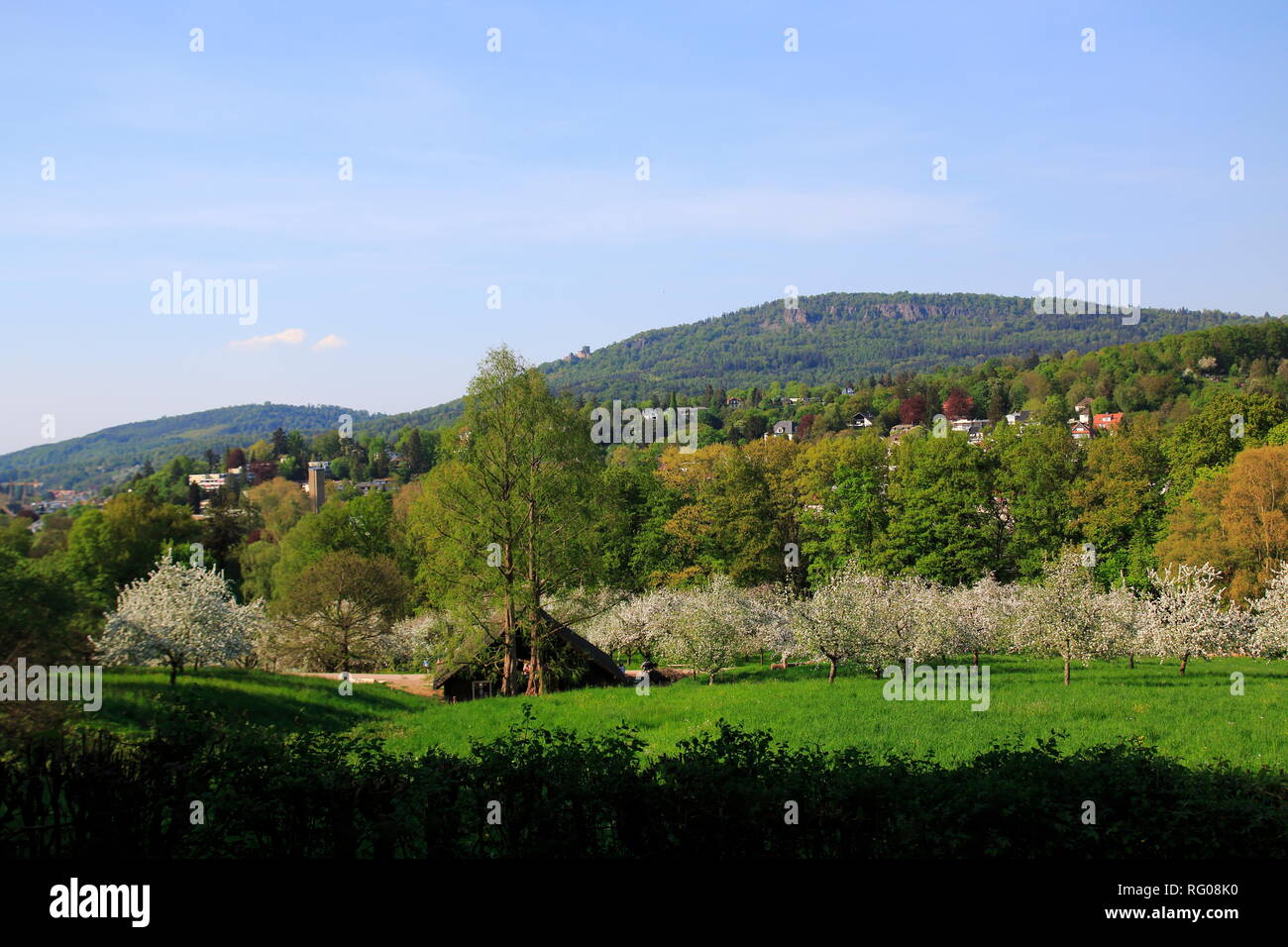 Apfelblüte, Kinder im öffentlichen Obstgut Baden-Baden Lichtental, mit Blick auf sterben Battert Felsen Stockfoto