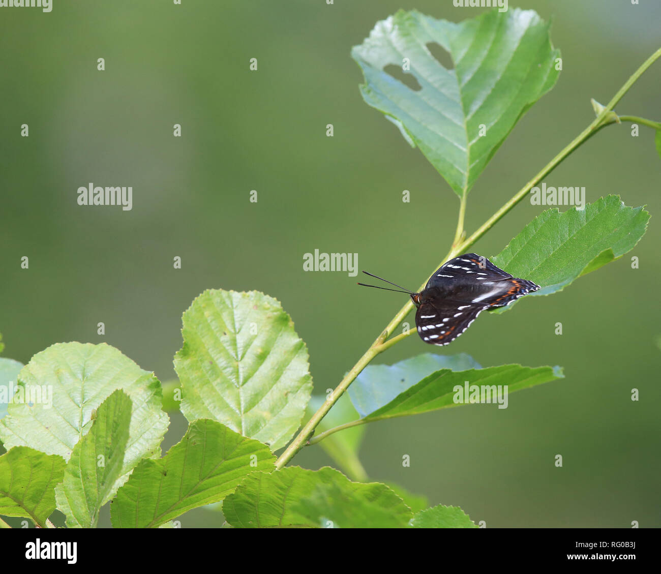 Pappeladmiral (Limenitis populi) sitzt auf dem Erlenblatt Stockfoto