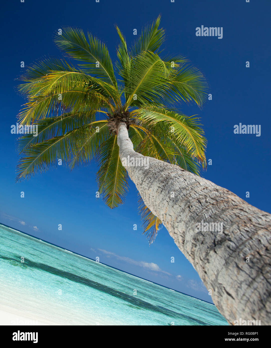 Palme, Meeru Island, Malediven, Indischer Ozean Stockfoto