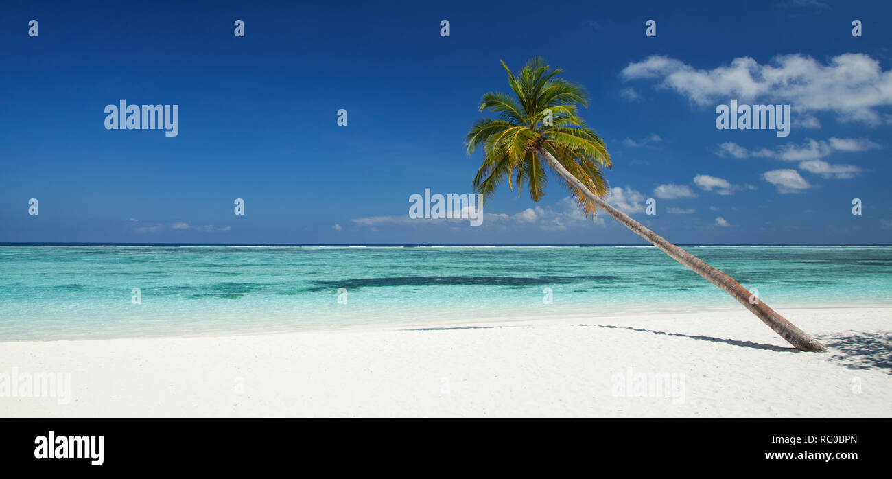 Palmen und Strand, Meeru Island, Malediven, Indischer Ozean Stockfoto