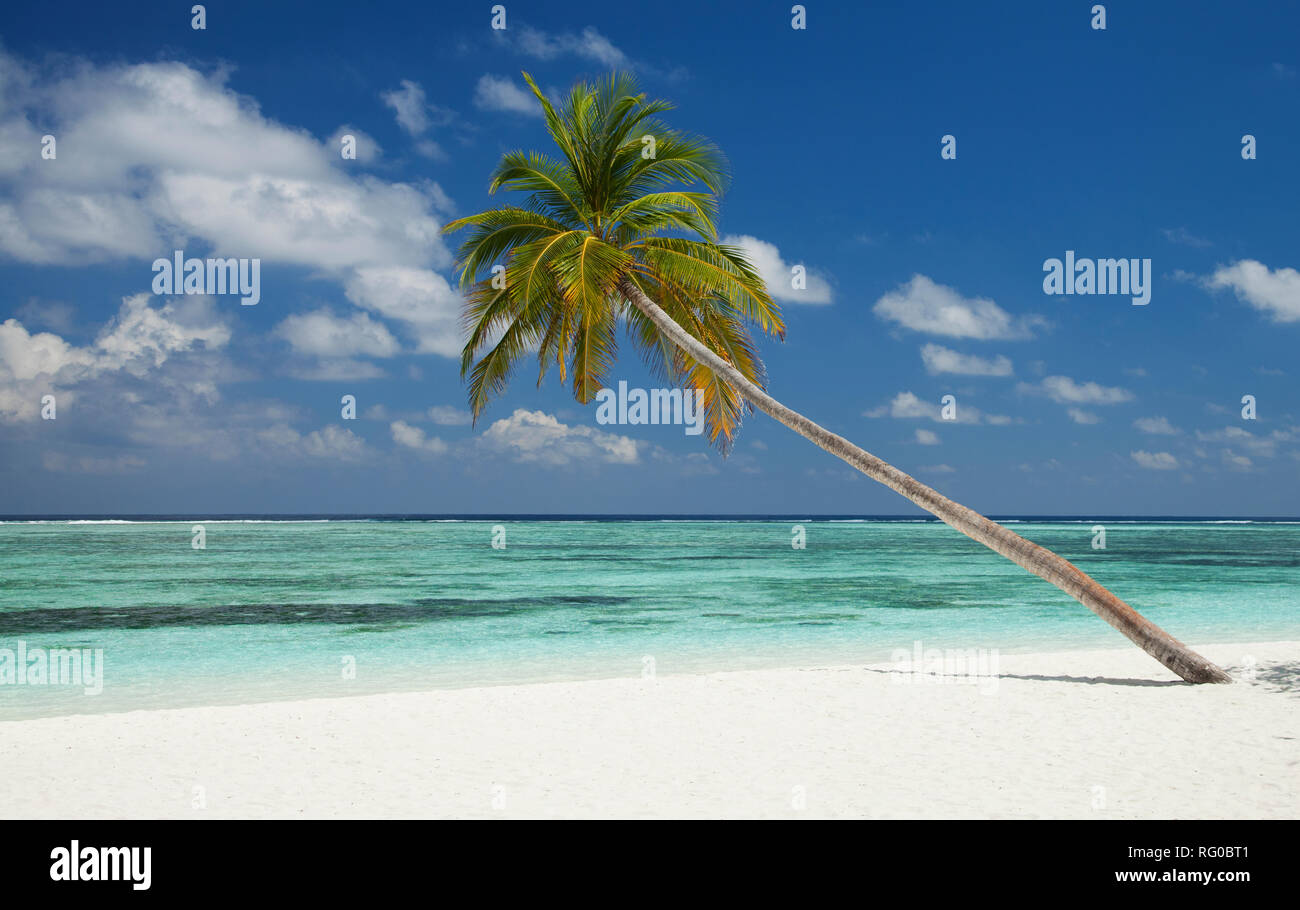 Palmen und Strand, Meeru Island, Malediven, Indischer Ozean Stockfoto