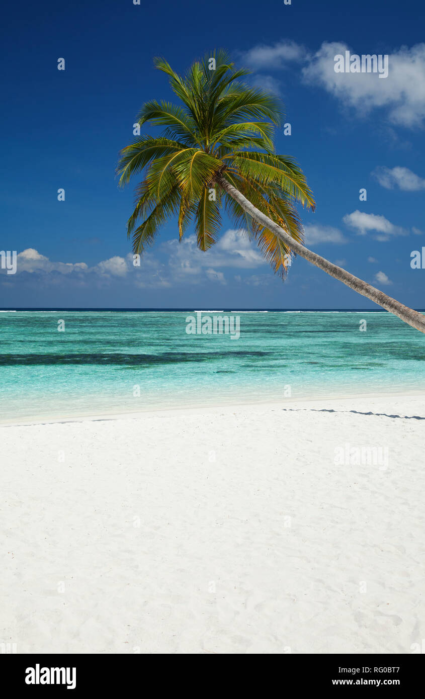 Palmen und Strand, Meeru Island, Malediven, Indischer Ozean Stockfoto