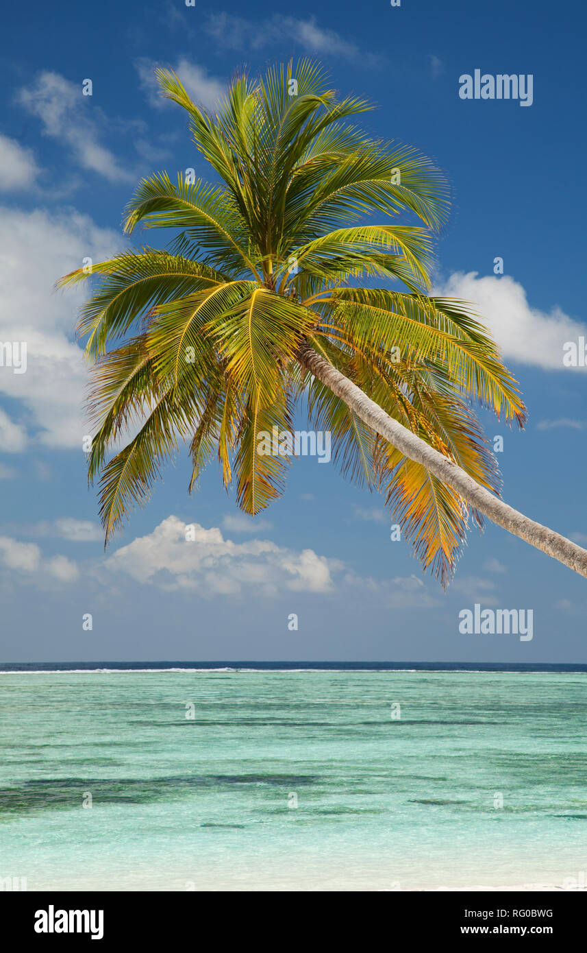 Palmen und Strand, Meeru Island, Malediven, Indischer Ozean Stockfoto