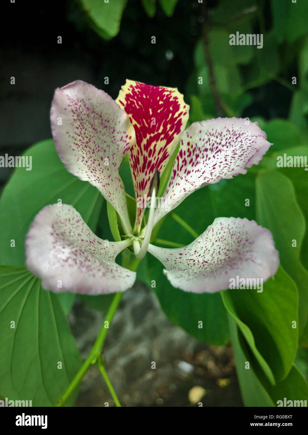 Nahaufnahme von orchid flower mauritiius Insel Stockfoto