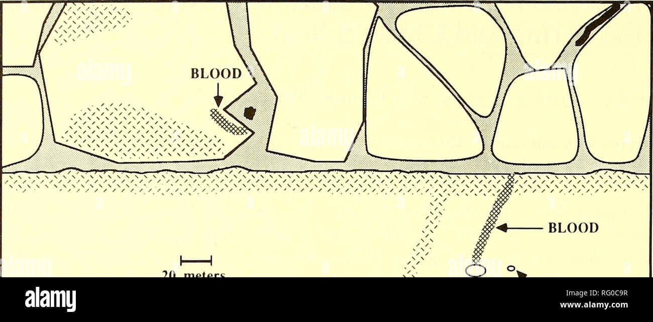 . Die kanadische Feld - naturforscher. 142 Die kanadische Field-Naturalist Vol. 101. Blut 20 m BELUGA HAUT KARKASSE o-EISSCHOLLE - Dünnes Eis Vy-Kanten - Wasser Abbildung 1. Diagramm der Bereich, in dem ein Eisbär ein Beluga in der östlichen Chukchi Meer getötet, 27. April 1984 waren intakt. Beide vorderen Flossen und einige Rippen fehlten, und die Muskeln von der axialen Skelett war bis auf die Knochen entfernt wurde. Der Unterkiefer war kaputt. Die Karkasse wurde nicht gefroren, obwohl die Lufttemperatur in der Zeit -10°C. war Die zweite Instanz der Plünderung aufgetreten ist auch im Frühjahr 1984. Bären und tote Wale wurden erste siehe Stockfoto