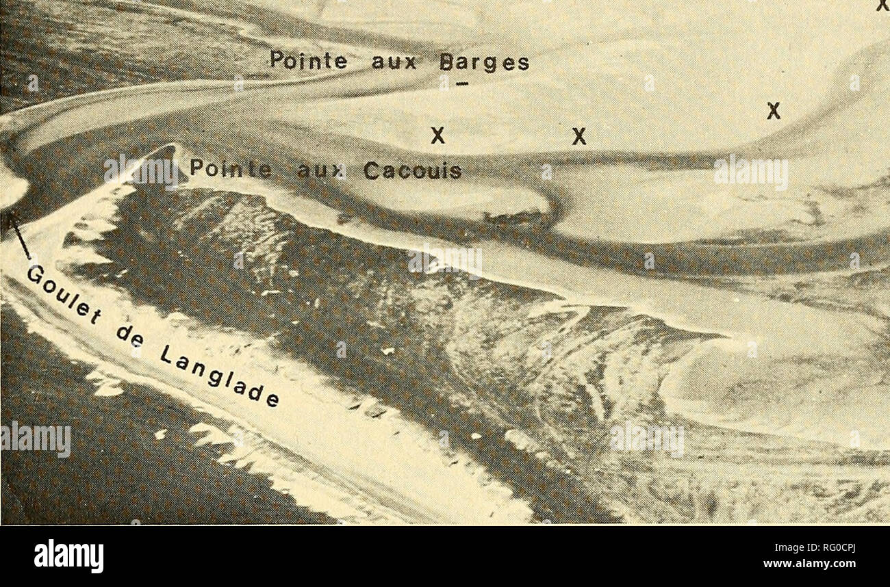 . Die kanadische Feld - naturforscher. 1974 Ling et. al.: Kegelrobben und Seehunde463. M^ai Abbildung 2. Luftaufnahme des Grand Barachois Blick nach Westen und zeigt Städte und Gemeinden im Text und Hauptdichtung haul erwähnte Bereiche (X). Juni, wenn alle drei Autoren der Studie waren. Die anderen drei Studienzeiten waren vom 27. Juni bis 16. Juli, 19. Juli bis 6. August und 28. August bis 3. September, wenn nur zwei der Autoren (CEB und BAE) der Bereich besucht. Beobachtungen wurden an Land und mit dem Boot durchgeführt. Das Basislager für die Studie wurde in einer Gruppe von Hütten am Pointe aux errichtet Schuten durch. Stockfoto