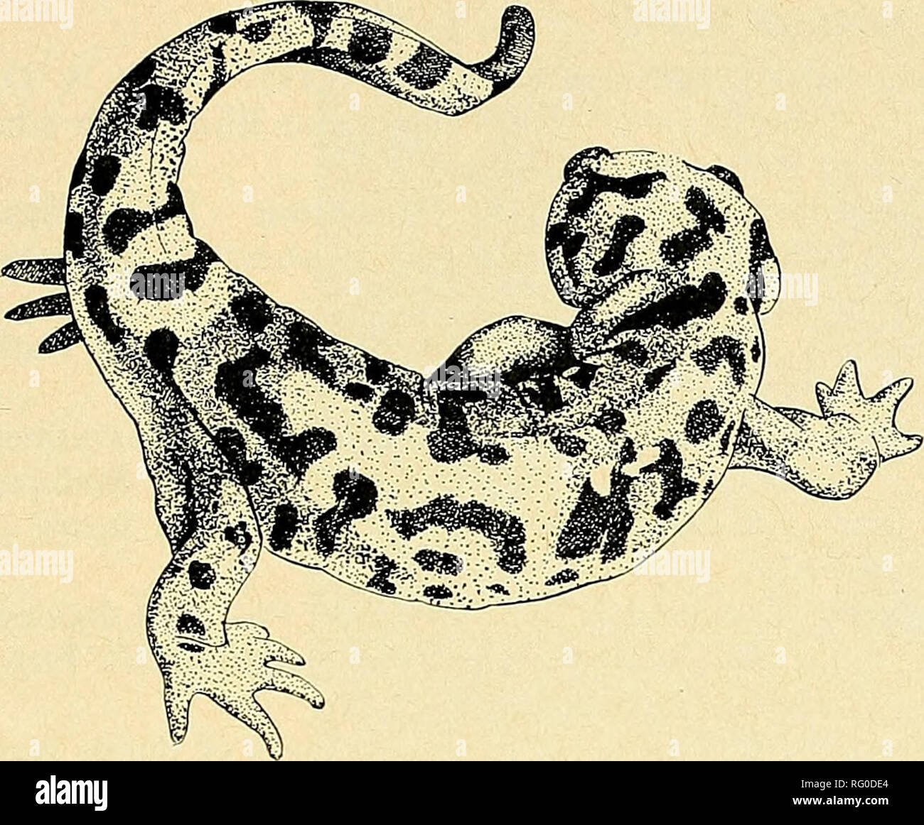 . Die kanadische Feld - naturforscher. 1971 Notizen 329. Abbildung 1. Defensive Haltung der Ambystoma tigri-num (von Farbe, Transparenz). Den Kopf, Nase nach unten (Abb. 1). Es dann langsam brachte den Schwanz und Kopf zur Seite, seinen Körper und Schwanz, die einen Kreis bilden. Diese Art von - havior war jedes Mal ein Salamander, während der Rest der morn angefahren - ing (20 gesammelt, zahlreiche andere gesehen) beobachtet. Erwachsene und vor Kurzem-transformierten Einzelpersonen (Kiemen und Gill Stubs vorhanden) gleichermaßen in dieser Weise gehandelt. Der Kopf und der Schwanz waren durchweg vom Beobachter geleitet. Weißes Sekret w Stockfoto