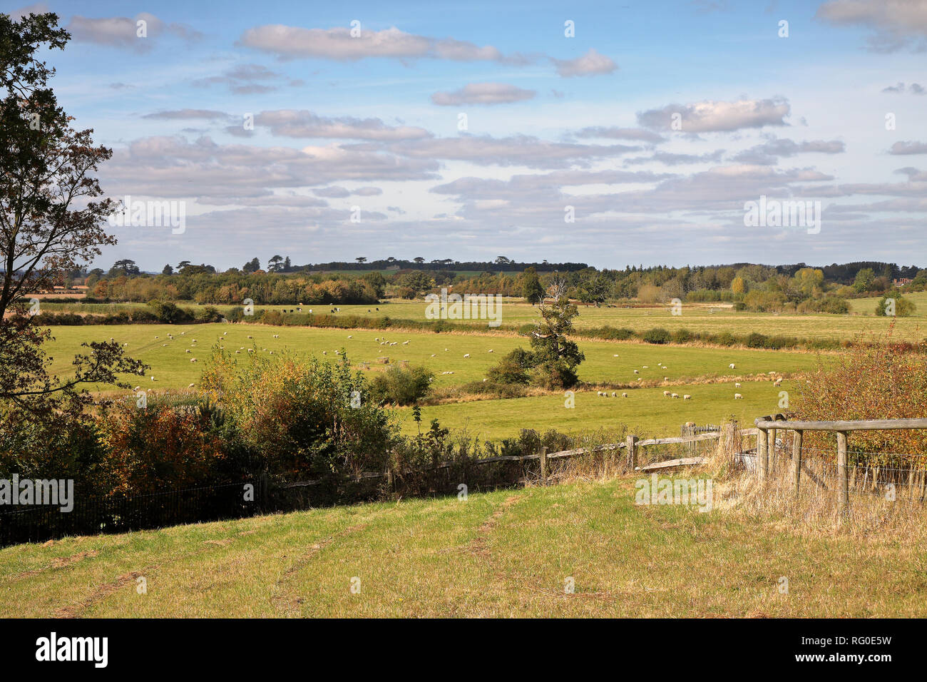 Eine englische Landschaft mit weidenden Schafen Stockfoto