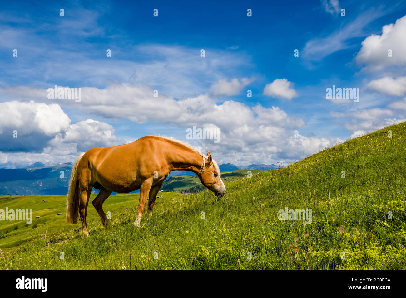 Ein Haflinger ist weiden auf grünen Weiden an der Seiser Alm Seiser Alm Stockfoto