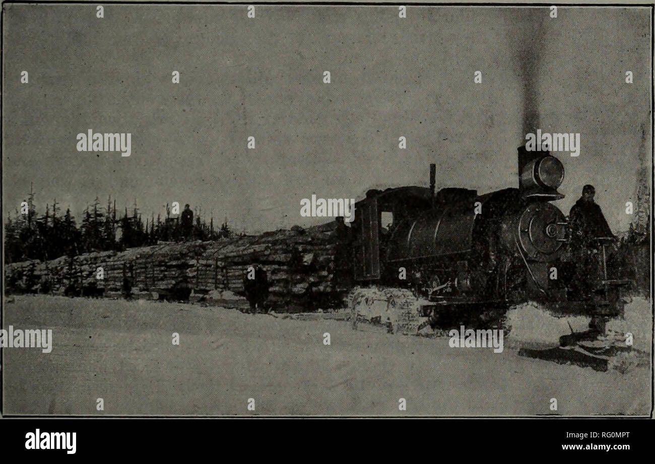 Kanadische Forstindustrie 1910 Holzschlag Wälder Und