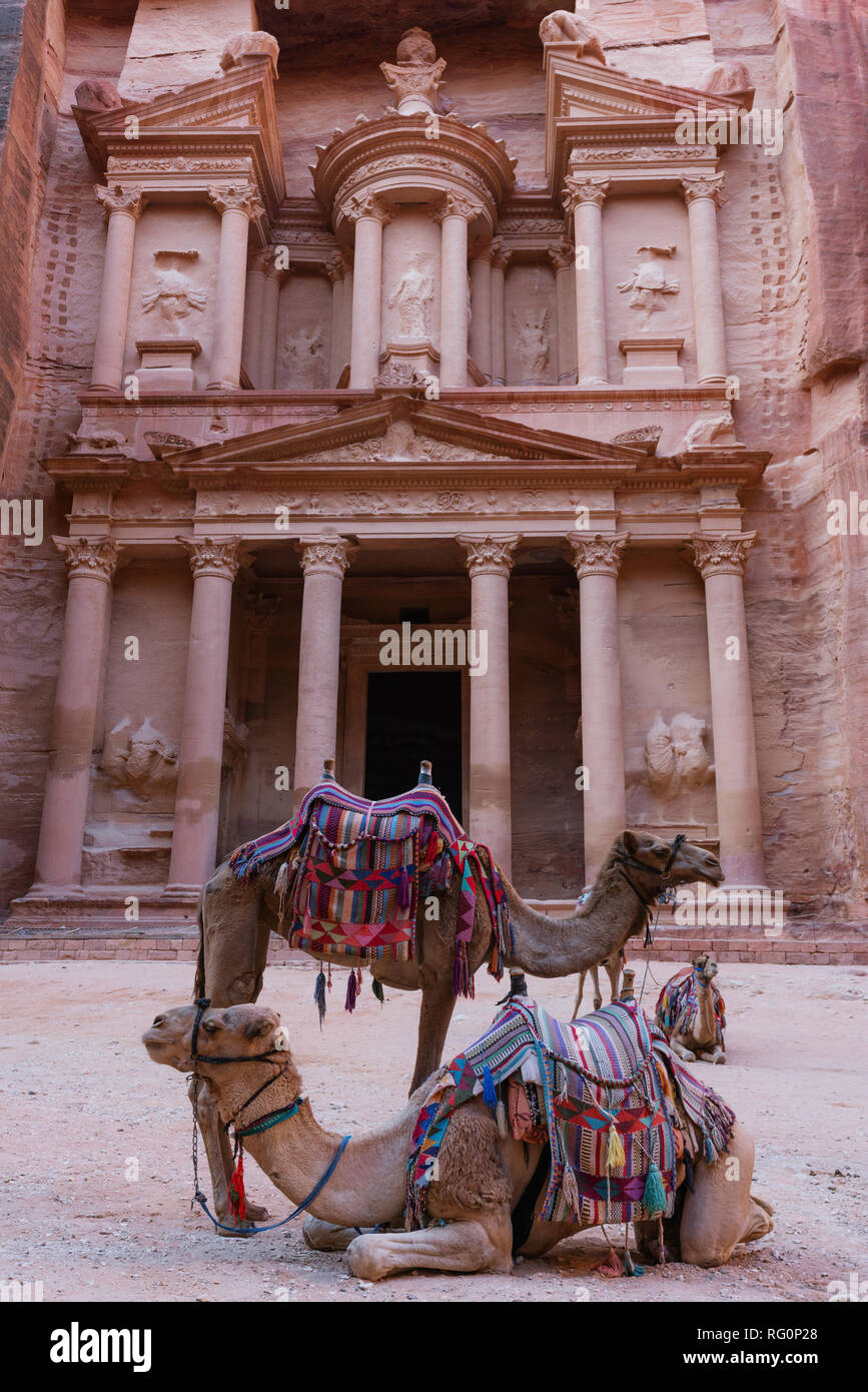 Treasury antike Architektur mit Kamelen im Tal in Petra, Jordanien Stockfoto