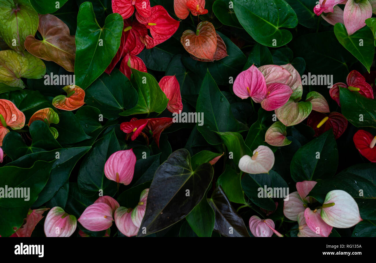 Ansicht von oben Farben von anthurium Blumen- und Leben Stockfoto