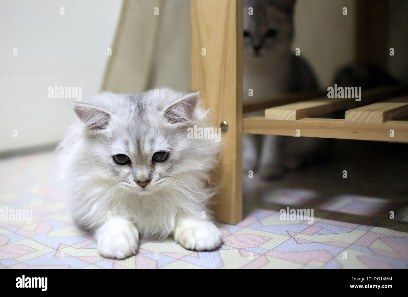Kurze Haare graue Katze Stockfoto